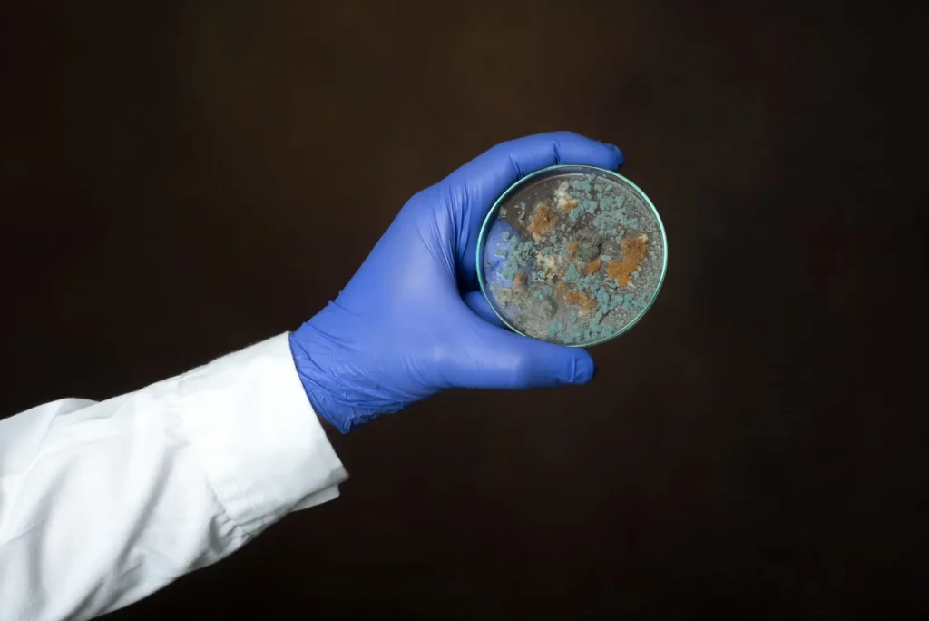 Gloved hand holding a petri dish with a mould culture
